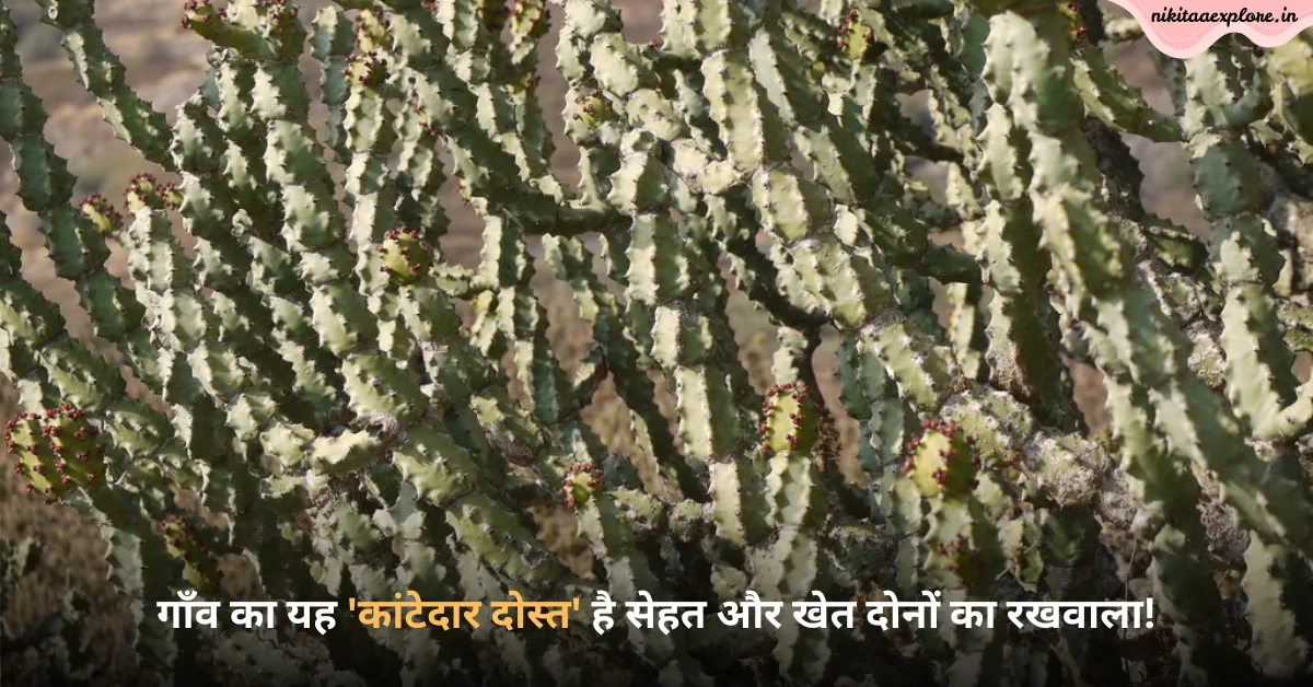 गाँव का यह ‘कांटेदार दोस्त’ है सेहत और खेत दोनों का रखवाला!